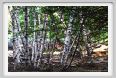 santa_barbara_bosco06