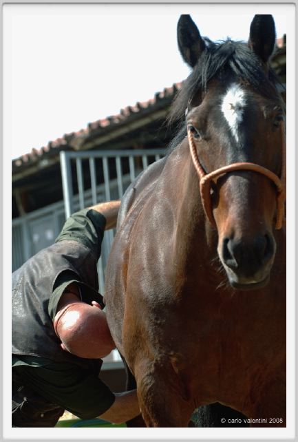 nitriti_veterinario010