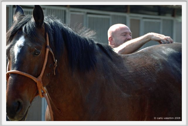 nitriti_veterinario011