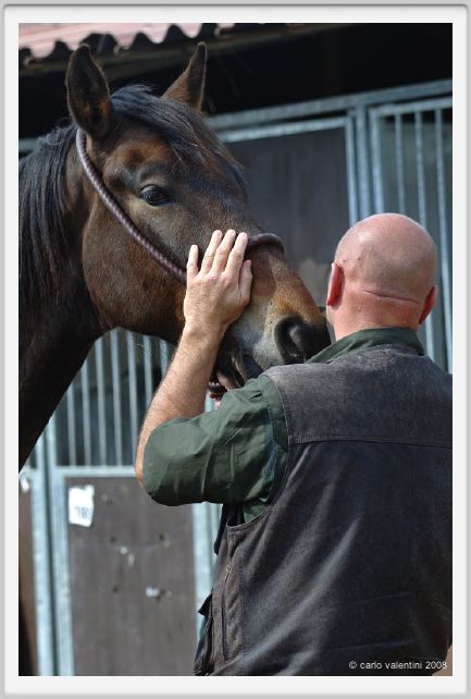nitriti_veterinario031