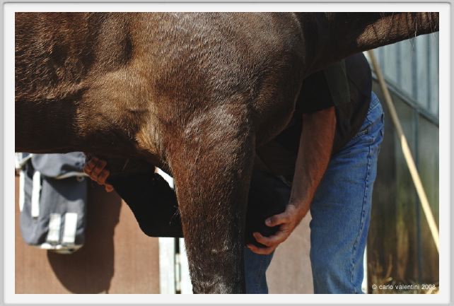 nitriti_veterinario032