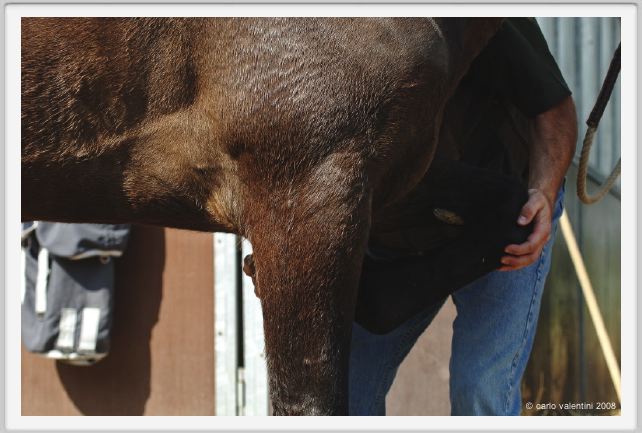 nitriti_veterinario033