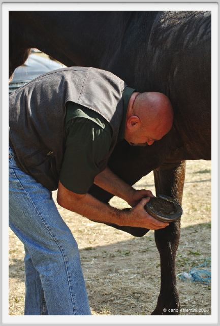 nitriti_veterinario034