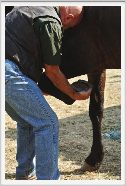 nitriti_veterinario035
