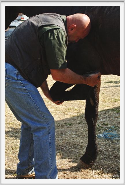 nitriti_veterinario036