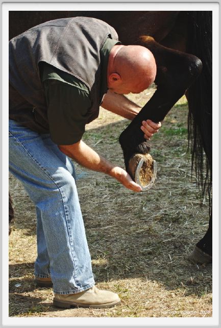 nitriti_veterinario038