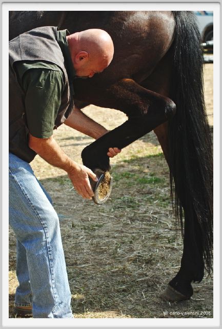 nitriti_veterinario040