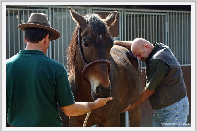 nitriti_veterinario041