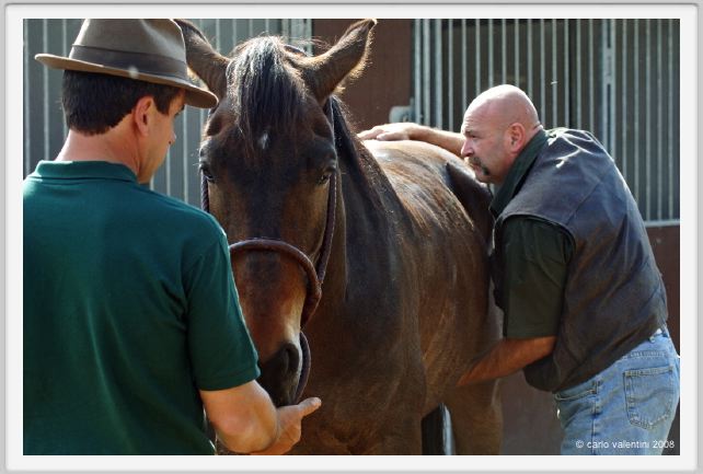 nitriti_veterinario042