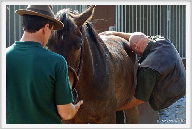 nitriti_veterinario043