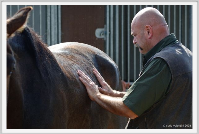 nitriti_veterinario045