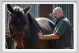 nitriti_veterinario044