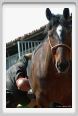 nitriti_veterinario010
