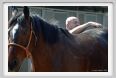 nitriti_veterinario011
