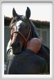nitriti_veterinario027