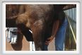 nitriti_veterinario032