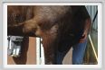 nitriti_veterinario033