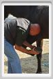 nitriti_veterinario034