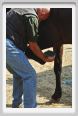 nitriti_veterinario035