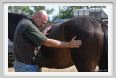 nitriti_veterinario037