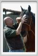 nitriti_veterinario003