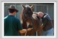 nitriti_veterinario041