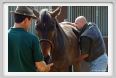 nitriti_veterinario042