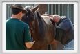 nitriti_veterinario043
