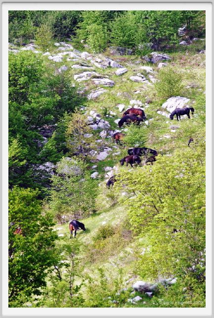 passo_biscia197