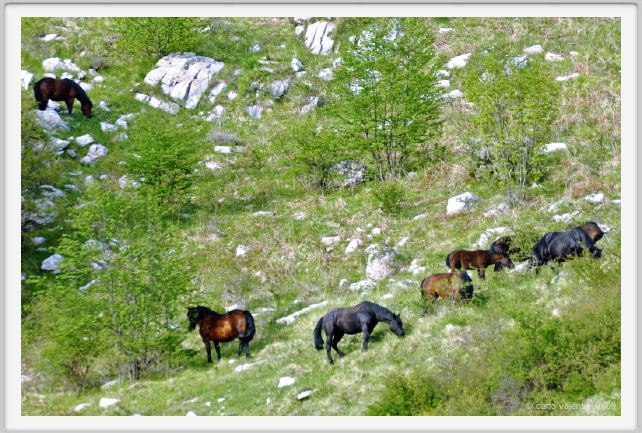 passo_biscia204