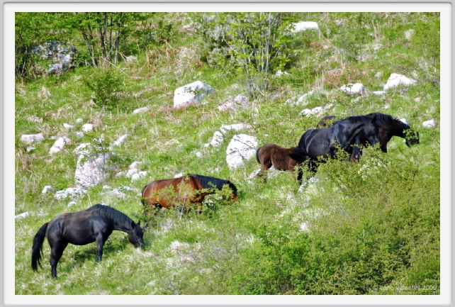 passo_biscia205