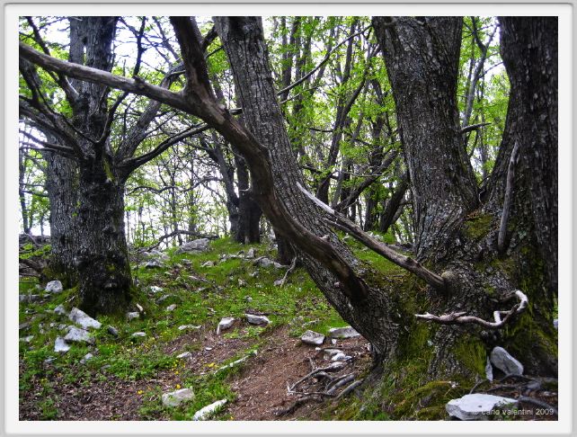 passo_biscia228