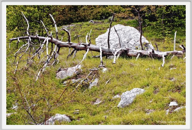 passo_biscia162