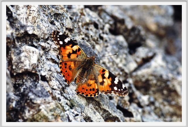 passo_biscia173