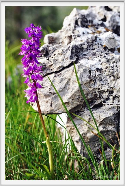 passo_biscia174