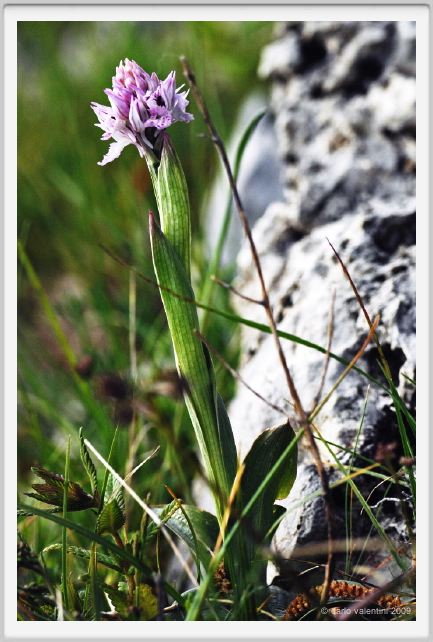passo_biscia175