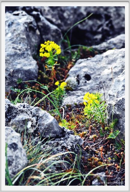 passo_biscia177