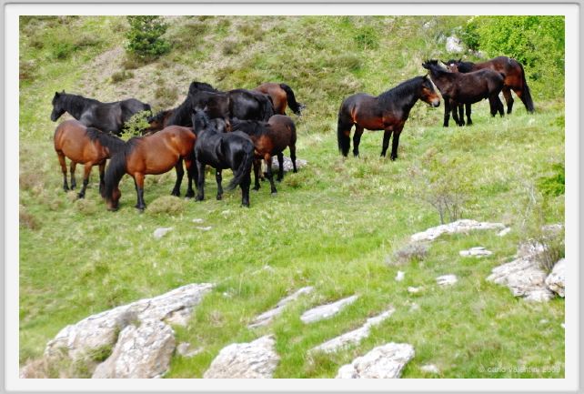 passo_biscia028