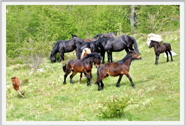 passo_biscia029