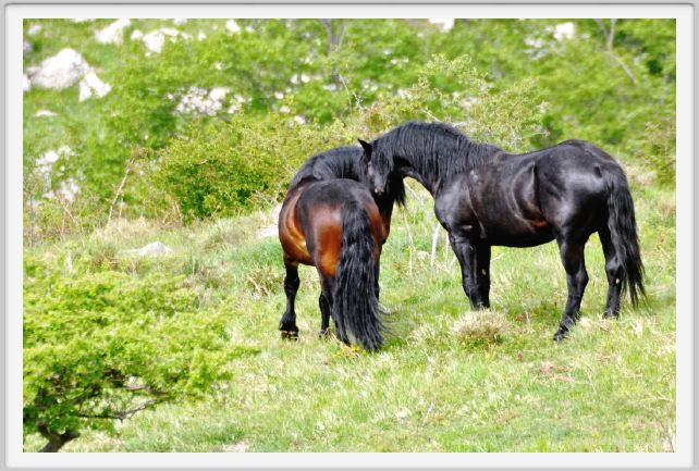 passo_biscia031