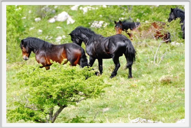passo_biscia032