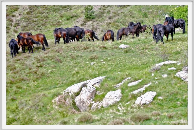 passo_biscia033