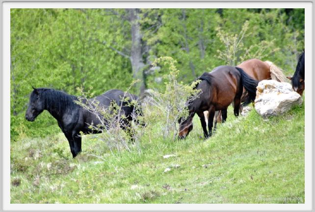 passo_biscia042