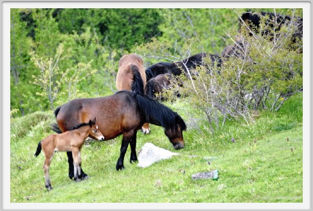 passo_biscia046