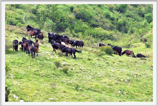 passo_biscia051