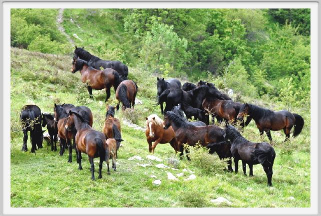 passo_biscia053