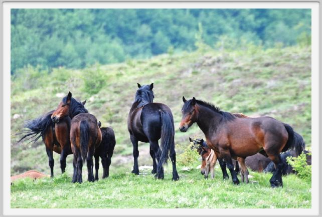 passo_biscia054