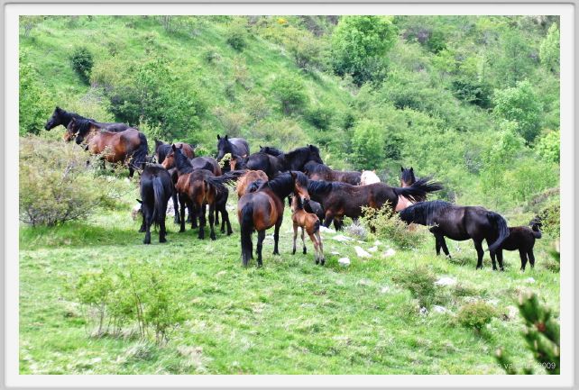 passo_biscia062