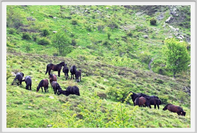 passo_biscia063