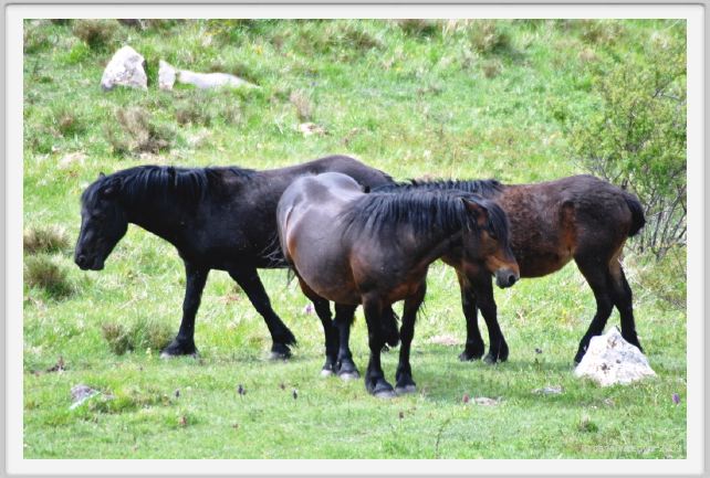 passo_biscia068
